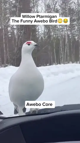 Willow ptarmigan.. The Aweboo Bird🐦 #awebooo #willowptarmigan #randomfacts #factsyoudidntknow #fyp #bird #birdsoftiktok #birdsounds #funnybirds #fact 