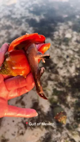 Fighting conch #gulfcoast #foryou #florida #floridacheck #oceanlife #sealife #beachlife 