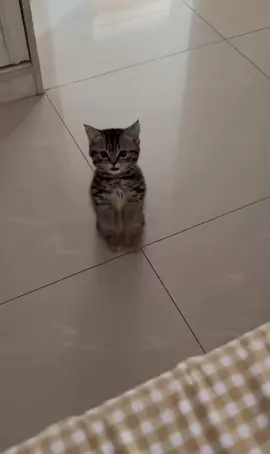 #cutekitten 