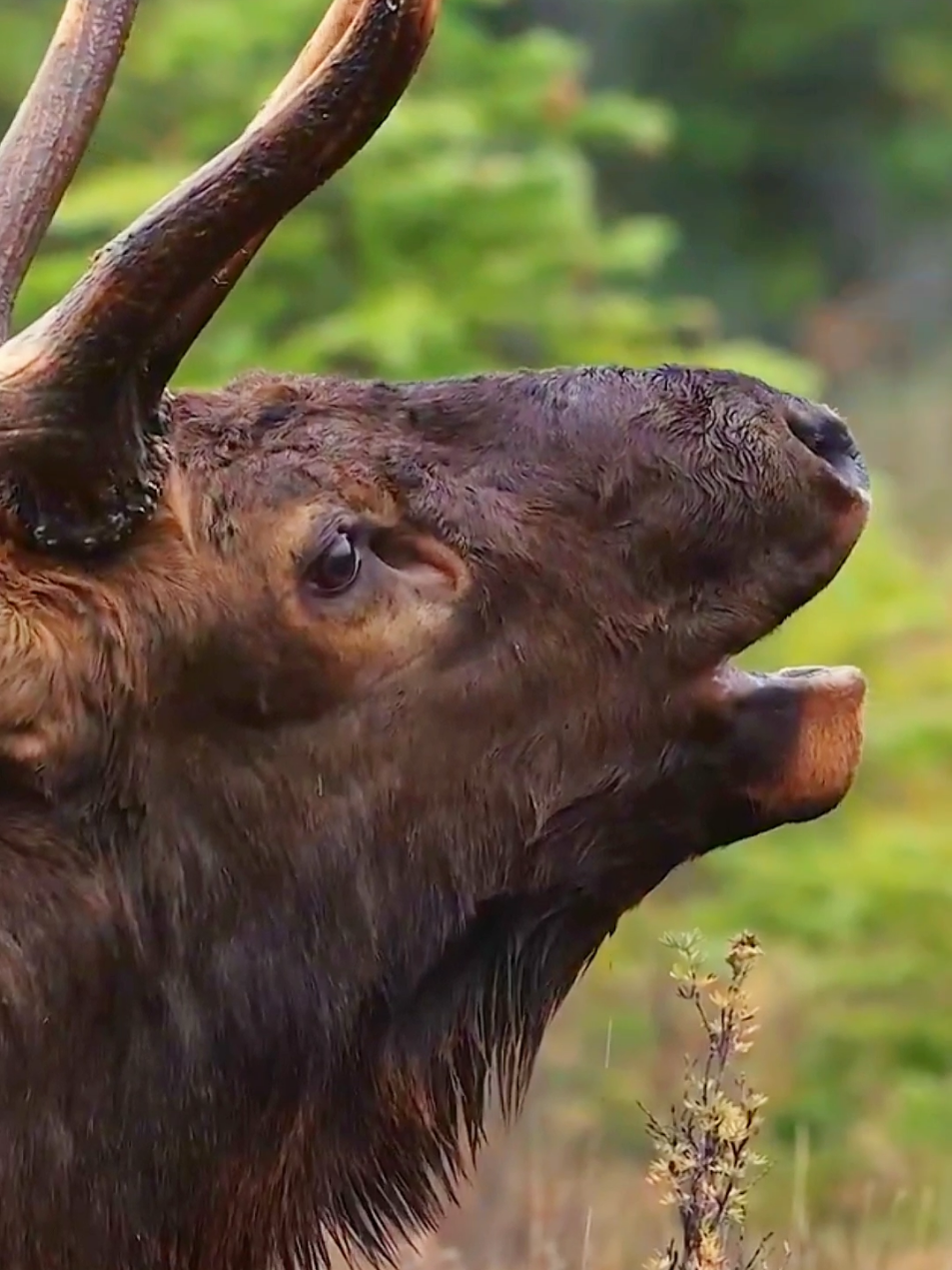 sounds of nature #animalworld #animals #amazingworld #wildanimals #wildlife #foryou 