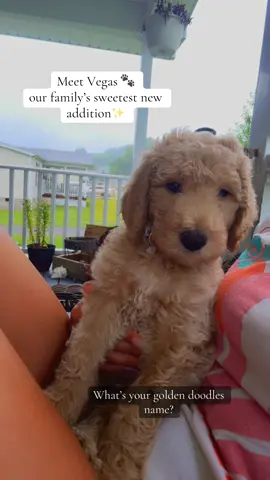Is he not the sweetest 🐾 #PetsOfTikTok #pet #goldendoodle #doodle #blonde #dogsoftiktok #puppytiktok #puppy #doglover #puppydog #vegas #fyp #fypシ #foryou #viral 