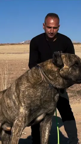 #kangal #cabar @cznburak bu video yu görür mü acaba yorum yaparmi 