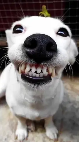 tente não rir 😂 #memesbr #tentenãorir #memecut #pets #petcomedy #funnyanimals #funnymemes #funniest #compiladodememes #hilariouspetstiktoktv #compilation #dog #cat #cachorros #gatos 