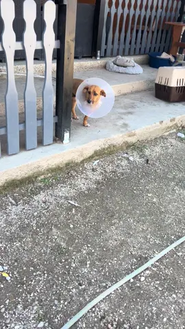 We are so truly happy that April has recovered so well from her amputation surgery. Learning to live as a tripaw, finally, in no more pain, she is loving life in Melisa’s home and garden. A world away from the public shelter where we saved her from. Thank you to everyone who supports us, with over 30 new dogs saved in the past two months, huge vet bills too, your kindness and donations are so truly appreciated.