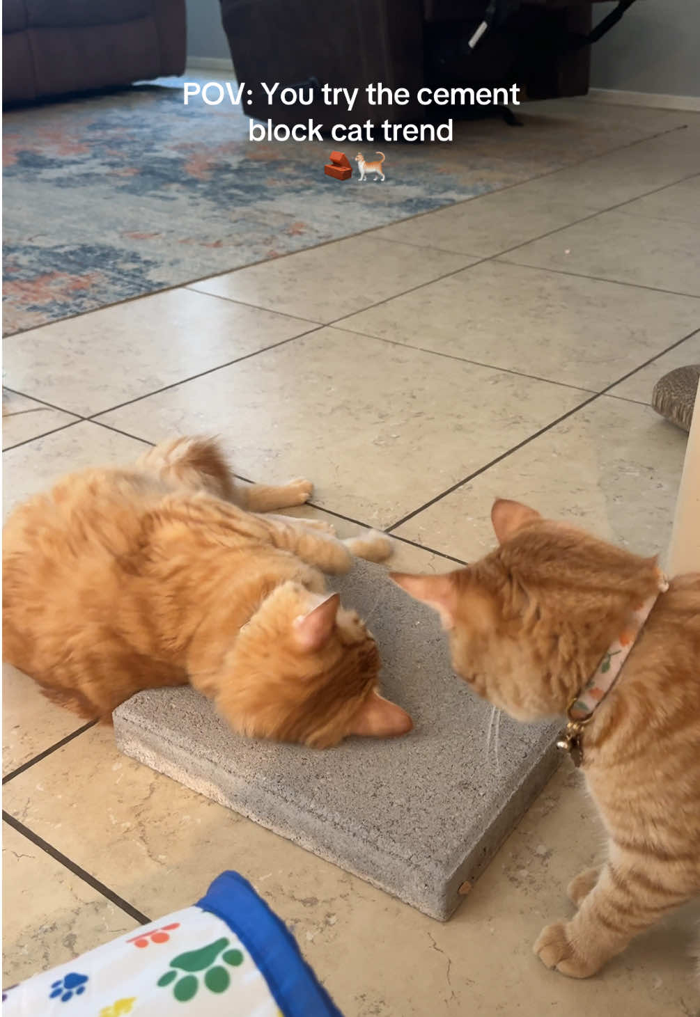 Tried the viral cement block cat trend and my orange tabby is obsessed 😂 He thinks it’s a luxury spa treatment 💅 #concreteslabcat #orangetabby #catsoftiktok #funnycatvideo #concreteandcat #catmomlife 