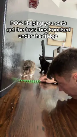 The way they have zero patience lol #catsoftiktok #cattok #PetsOfTikTok #catproblems 