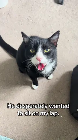 AnDoes anyone else’s cat do this? Is this just Tux Cat behavior? Arthur certainly has a lot to say about it! For all the true Arthur fans out there, he has launched a limited edition range of products. Check out the link in our bio to visit the store!  🏷️ Tag us with your Arthur product, and he will give you a personalized shoutout! #cat #catlife #meow #meowentertainment #tuxcat #catmom #catlover