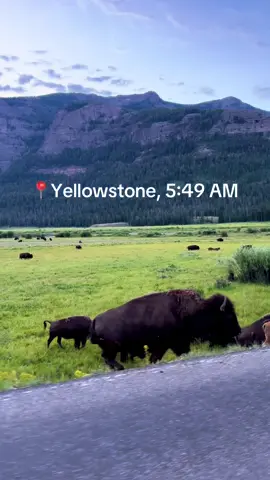 I bet you’ve never seen a sunrise like this. 🦬☀️ #yellowstone #lamarvalley #bison #sunrise 