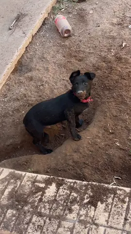 #ypf #perro 
