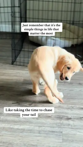 Thought I should get some cardio in a do a couple sets of chase my tail  #goldenretriever #dog #fyp #puppylove  #creatorsearchinsights 