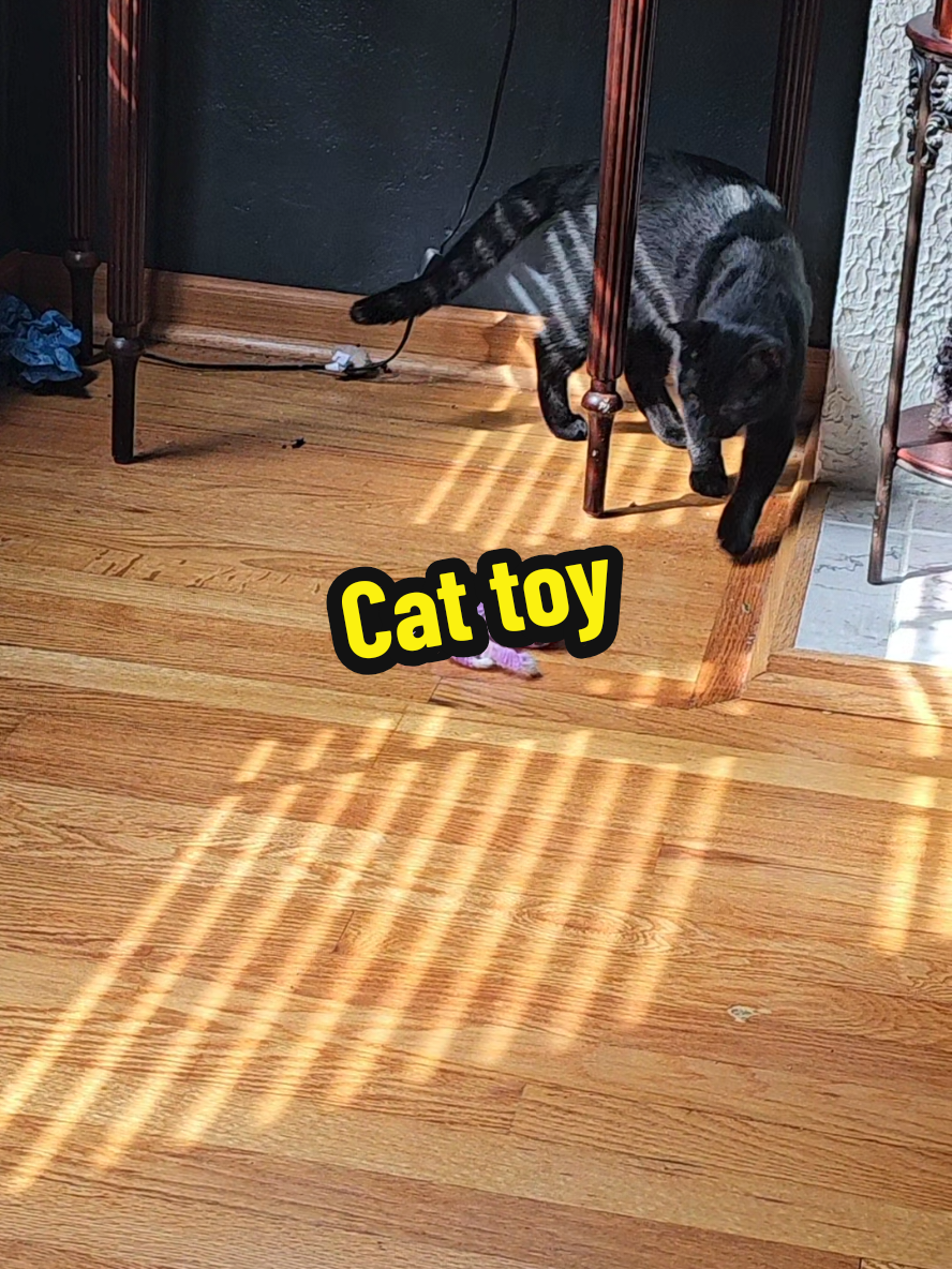 #cattoy #phylothecat #voidboy 