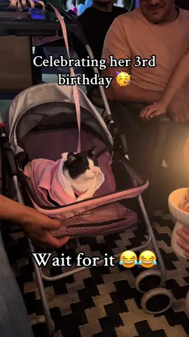 Still no grandkids but here celebrating my son & daughter in laws cats birthday 😄 HBD Asia. Linked below are some cute little plush toys you can gift your cat or dog #catsoftiktok #catlover #tiktokshop @angieikeda @Nathan 