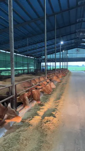 ให้อาหารวัว เช้าวันฝนตก🚚🌾🌽🐂 #ชีวิตจริงหลังคอก #ฟาร์มวัวขุนเกาหลีใต้ #เเรงงานไทยในต่างเเดน 