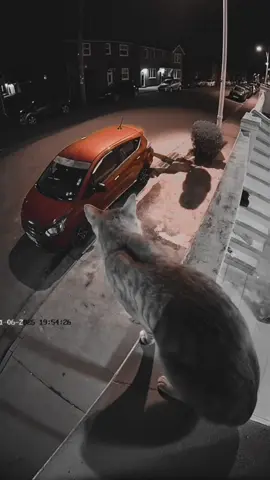 POV cat disaster cctv #fyp 