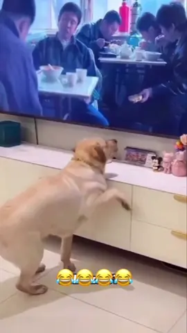 Try not to laugh: animal edition 😂😂😂 #voiceover #PetsOfTikTok #dogsoftiktok #catsoftiktok 
