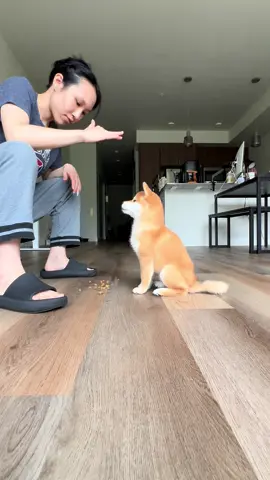 2 weeks in since we got her, I would give her a golden buzzer.  #puppytraining #shibadog #shibainu 