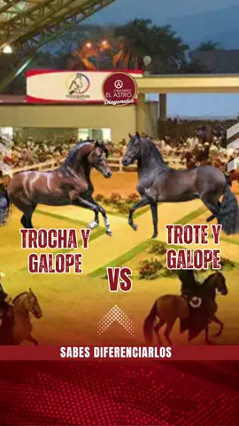 🐎🔥 En la pista, hay dos andares compuestos que se lucen: Trote y Galope, y Trocha y Galope. ¿Sabes diferenciarlos? 🔷 El trote es diagonal, de dos tiempos, las extremidades diagonales se mueven al mismo tiempo… y hay suspensión, un pequeño salto que lo distingue. 🔷 La trocha también es diagonal, pero de cuatro tiempos, sin suspensión. Más continua, con apoyo constante y más fluida que el trote. 💨 Ambos se combinan con el galope para mostrar potencia y velocidad. ✨ Dos ritmos, una sola pasión. 👉 Y tú, ¿cuál andar compuesto te gusta más? ¡Comenta y cuéntanos! #viveapasofino #aprendedelccc #pasofinocolombiano #trochapuracolombiana #trochaygalopecolombiano #troteygalopecolombiano #exposicionequinagradoa #exposicionequinagradob #reglamentofedequinas