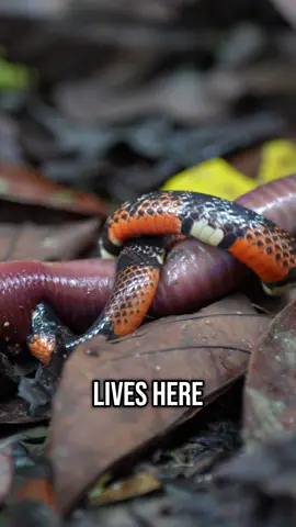 🐍 We’ve never seen this before… A coral snake attacking a giant earthworm in the Amazon!#yachanafoundation #yachanalodge #amazonrainforest #biodiversity #coralsnake 