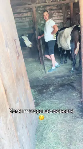 #рогитакопита🐄🐏🐂🐐🐮 #🇺🇦🇺🇦🇺🇦💙💛 #корови🇺🇦 #лошата #врх🇺🇦 #заготівля🇺🇦 