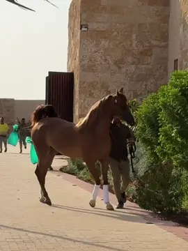 #فهد_سعد_الخيل_فتنة_خيال❤️_🐎 