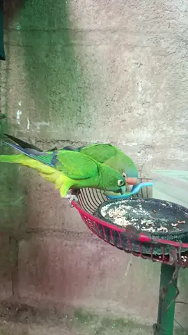 #pericostiktok #🦜🦜🦜🦜🦜🦜🦜🦜❤️❤️❤️ 