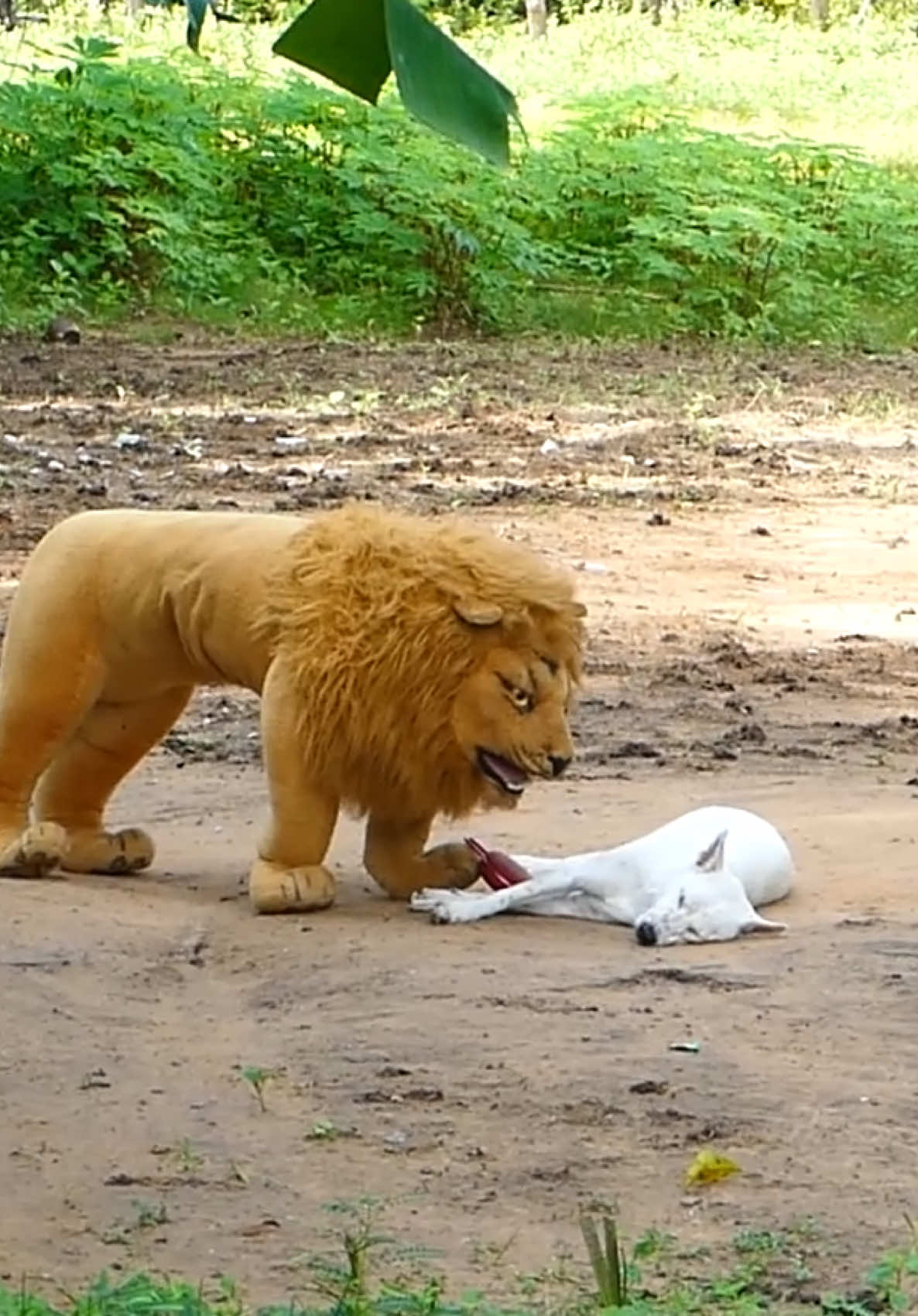 Lion Tiger prank dog #viral #viralvideo #Funy #Funnyvideos #Prank #Dogfunnyvideo 