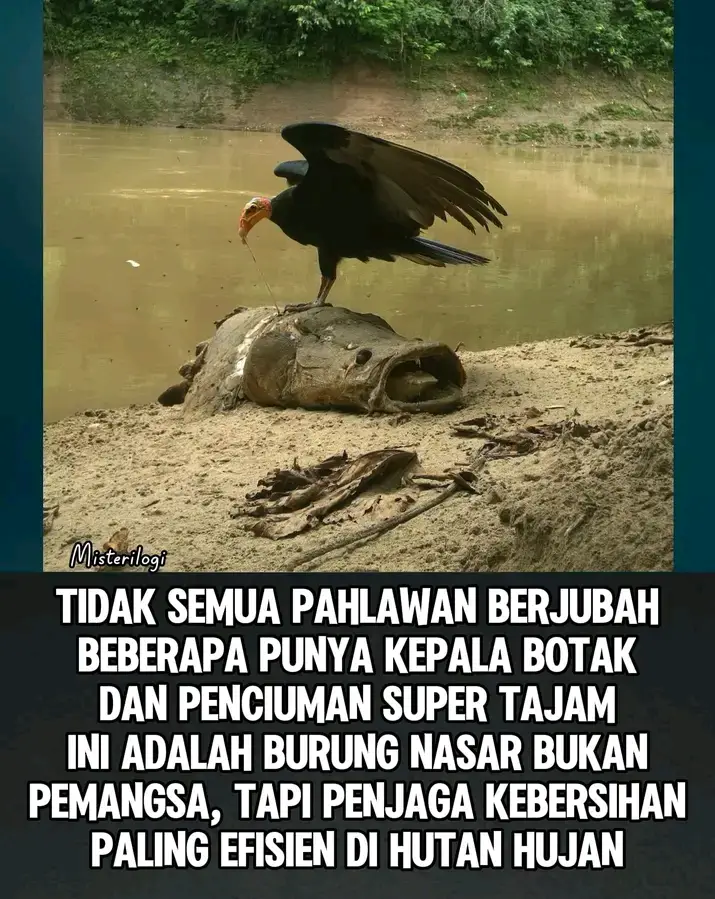 Pesta Alam di Amazon — Ketika Burung Nasar dan Alam Bekerja Sama Membersihkan Jejak Kematian Di tengah hutan hujan Amazon yang lebat dan nyaris tak tersentuh, kehidupan dan kematian berdampingan secara harmonis. Ketika seekor ikan arapaima air tawar raksasa yang bisa tumbuh lebih dari 2 meter dan berat ratusan kilogram ditemukan tak bernyawa di tepi sungai, itu bukanlah akhir, melainkan awal dari proses alam yang luar biasa. Tak lama setelah kematian, Burung Nasar Kepala botak Besar (Cathartes melambrotus) muncul dari balik kanopi, dipandu oleh indra penciumannya yang tajam salah satu yang paling sensitif di dunia burung. Ia adalah detektif kematian pertama di lokasi, mengendus bau bangkai yang tersembunyi bahkan dari kejauhan. Burung nasar ini jarang bekerja sendirian. Setelah ia tiba dan mulai menyantap bagian lunak dari bangkai, spesies nasar lain pun ikut bergabung. Burung Nasar Hitam (Coragyps atratus) menyusul, dengan tubuh lebih kuat dan paruh lebih kokoh, membantu merobek bagian yang lebih keras. Dan jika beruntung, Raja Nasar (Sarcoramphus papa) yang megah akan turun tangan untuk menyantap bagian terdalam dan tersulit, melengkapi rangkaian tim pemulung alami. Adapun penyebab kematian Paiche, bisa jadi karena usia tua, perubahan suhu air ekstrem, atau perburuan yang gagal. Tidak jarang pula ikan sebesar ini mati setelah terdampar saat air surut. Berapa lama hingga Paiche itu “menghilang”? Tidak lama. Dalam waktu 24–48 jam, terutama dalam cuaca lembap dan hangat khas Amazon, burung-burung ini dapat menelanjangi bangkai hingga hanya tersisa tulang. Kadang lebih cepat, jika semut, lalat, dan mamalia kecil seperti agouti atau oposum ikut bergabung. Ini bukan sekadar siklus makanan. Ini adalah ritme kehidupan di mana tidak ada yang terbuang. Tidak ada limbah, tidak ada pembusukan sia-sia. Dalam satu adegan kematian, hutan memberi makan puluhan makhluk lain dan memulai daur ulang yang sempurna. Burung nasar meskipun sering disalahpahami sebagai simbol kematian sebenarnya adalah penjaga kebersihan dan kesehatan ekosistem, menghilangkan risiko penyakit dari bangkai dan mempercepat siklus nutrisi. Mereka adalah dokter diam-diam hutan, yang bekerja tanpa pujian, tapi dengan peran vital. #faktaunik #faktamenarik  #BurungNasar #Amazon #EkosistemAlam #Paiche #DaurHidupAlam  Sumber: Cornell Lab of Ornithology, Birds of the World Database (2023) | National Geographic Latin America