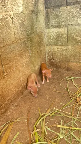 So my GrandPigs are finally here , heard I also got some kids somewhere on the farm back home . It’s a part of the joy I’m blessed with every day @Breezy Hill Farms #pigs #pigsoftiktok #farmlife #countrylifestyle #offgridliving 