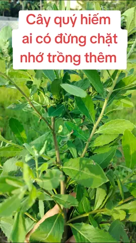 #truchankhirakhoicothebangcaycuctan #tictockxuhuong2025  #medau-2019 #maihuongsuckhoevang 