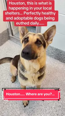 Houston, when will you want change? Spay/neuter laws, laws against backyard breeding? Without those, this will be never-ending! #rescuedogarmy #dogrescue #rescuedogarmy❤️ #rescuedogarmystrong #fyp #thisistexas #thisishouston #rescuedogsoftiktok #houstonwehaveaproblem #rescuedog #texas #fosteringsaveslives #shelterdogs #viral 