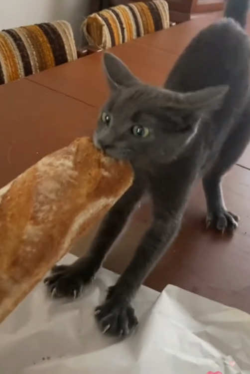 These cats are like bandits#foryoupage #cats #pers #foryou #fyp #funnyvideos #funny #catsftiktok #cute 