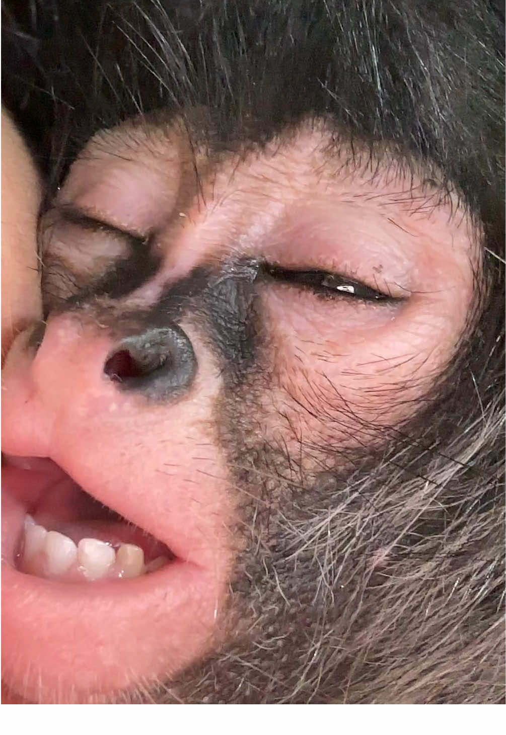 Jajaja aveces duerme un poco raro #fyp #spidermonkey #viraaal #humor #Love 