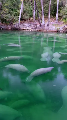 Record numbers of manatees at Blue Spring State Park! Brought back from the brink of extinction, manatees once again migrate to the Florida springs in the hundreds!  In this video they counted over 800! A record day for the state park!  #manatee #manatees #manateeseason #florida #floridawildlife #manateetiktok #wildlife #bluespringstatepark 