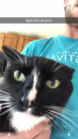 Part 61: Special cat purrrrrrrrrrrr #kitten #cute #specialcat #catsoftiktok #kitty #fyp #catsoftiktok#cats#foryou#funnyvideo#catpurr#Special 