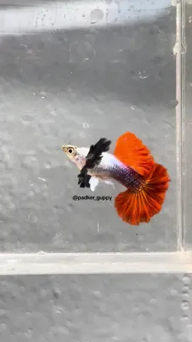 PRTDE HM Rosetail #padkerguppy #guppyfish #guppyprtde #guppy #fyp #viral #tiktok 