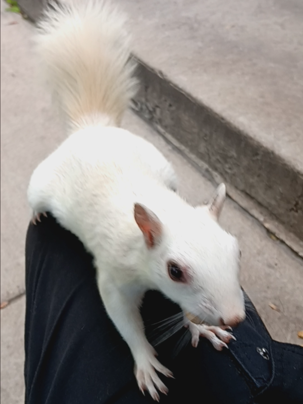 #Qtip #wildanimals 
