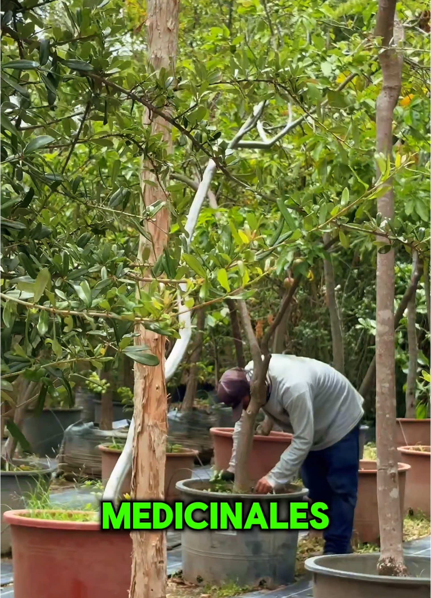 🌳4 árboles medicinales que deberían tener todos en su hogar,  comparte el video antes de que lo borren💚 📍En Guadalajara Av. López Mateos #1400 int. A  🔹 Mayoreo y menudeo disponibles. ¡𝐓𝐞 𝐞𝐬𝐩𝐞𝐫𝐚𝐦𝐨𝐬!