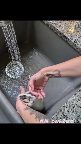 Spa treatment: minimal enjoyment, maximum cleanliness. They’re moisturized, mildly upset, and fully asleep. #Willow #Zenzi #tinypaws #fancyratsoftiktok #dumborat #cutebabies #fancyrats #ratsoftiktok #WillowAndZenzi #ratsofinsta 