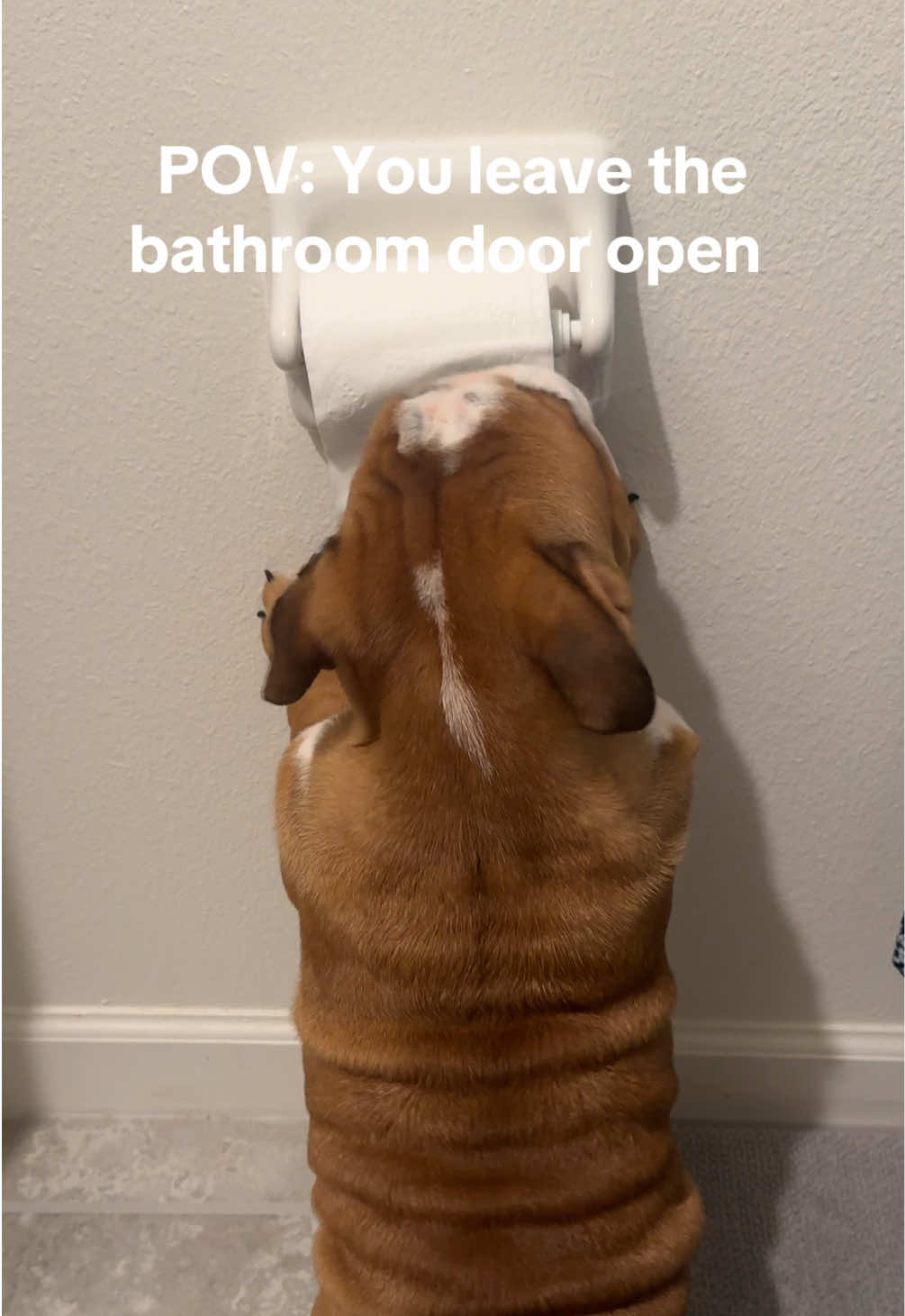 I’m just having fun!!😏🤪😆 #englishbulldog #englishbulldogpuppy #funnypets #puppies #Summer #fun #florida 