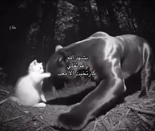 #قصايد #شعر #fyp #foryou #foryoupage #foryoupage #fypシ 