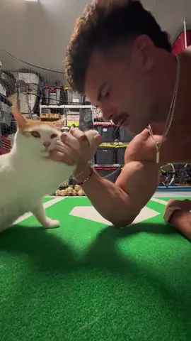 This cat deserves applause👏 #cat #cats #fyp #Funnycat #funnyvideo #usa #funny #catsoftiktok #funnyanimals #pet #catlover 