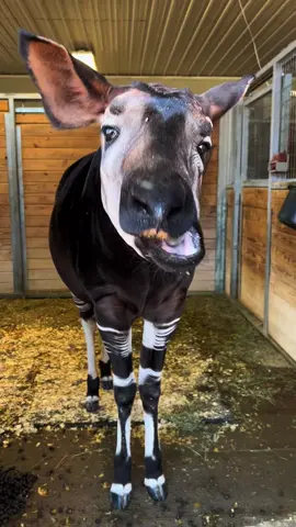 What kind of animal is this?#funny #cute #animals #funnyvideos #fyp #okapi 