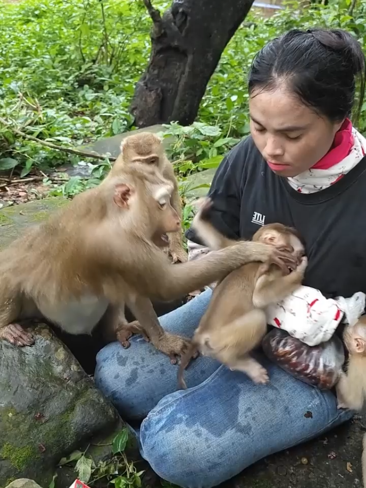 06-09-24_abandoned_lovely_monkey_with_mom_KT_abandonedmonkey(2)#monkeysoftiktok