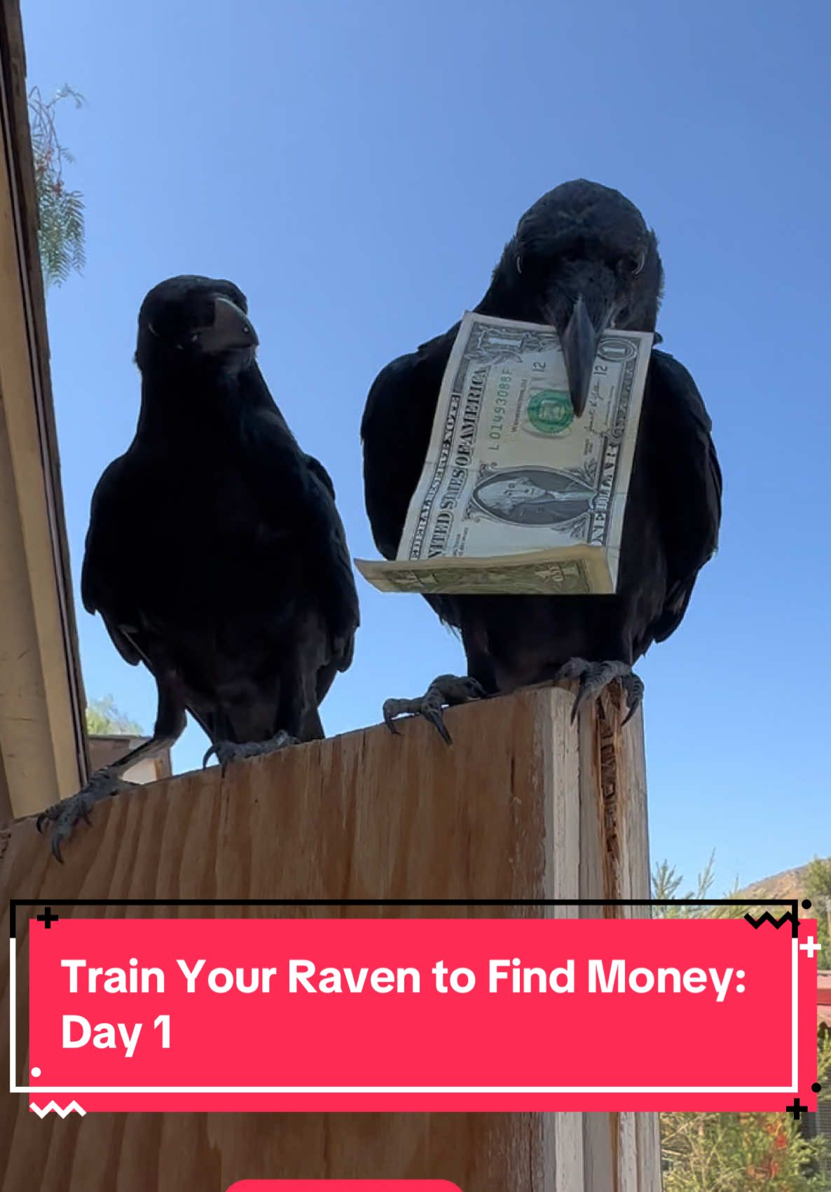 Operation: The Great Raven Heist: Training Day 1 (because side hustles are for peasants and this is a totally legit business plan 🤪) #Raventok #ravencore #skypuppies #Ravens #wild #wildliferehab #babybirds #raven #friends #skypuppy #ravenrescue #ravenrehab #blackmagic #fyp #birdsofafeather #feathersquad 