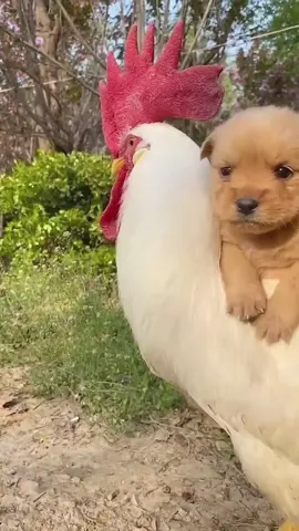 #dogs#dogsofttiktok#justababy#puppiesoftiktok#labradorpuppu#labrador#dog#puppytiktok#puppies#puppy#chomp#chomper#sassy@sassydog#chomping