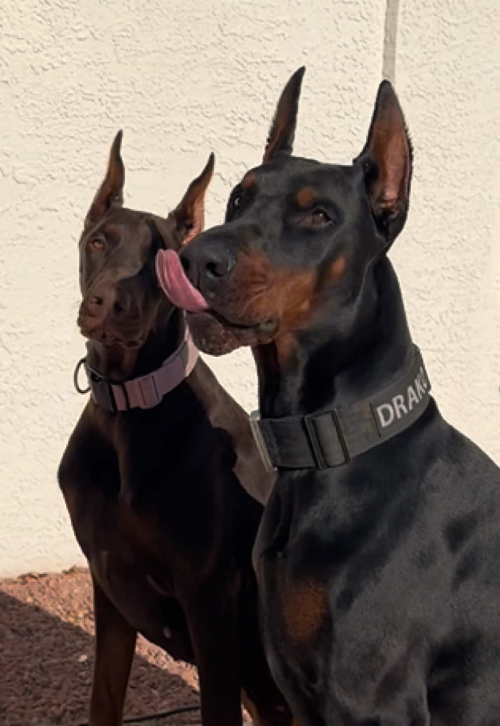They’d love to be your friends but; that’s up to you 😈🦍 #doberman #fyp #dobermans_of_tiktok #protectiondogs #europeandobermann 