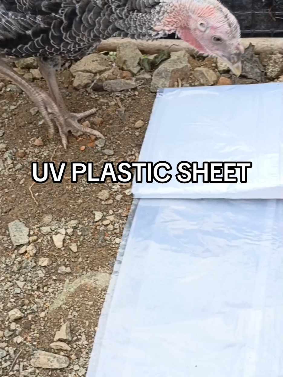 UV plastic sheet #uvplasticsheet #plasticsheet 
