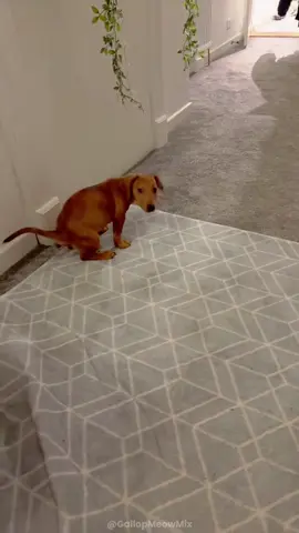 Funny Dog🐕💩#fyp #foryou #funny #funnyvideos #dog #dogs #dogsoftiktok #pet #pets #PetsOfTikTok #funnydog 