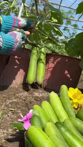 #modernagriculturetech #creatorsearchinsights #modernfarmingtechnology #vegetablegarden #fyppppppppppppppppppppppp #naturevibes #tiktoknepal #shorts #farming #❤️_🥀 #fypシ゚viral #tiktokviral #fyp #गाउँले_जिबन❤️😊 #गाउँले_जिबन❤️😊 #nature_lover🌸♻️ #Beautiful_nature_❤️🥀 #nepalitiktok #Beautiful_nature_❤️🥀 #nature_lover🌸♻️ #गाउँले_जिबन❤️😊 #fyppppppppppppppppppppppp #vegetablegarden #modernfarmingtechnology #creatorsearchinsights #modernagriculturetech 