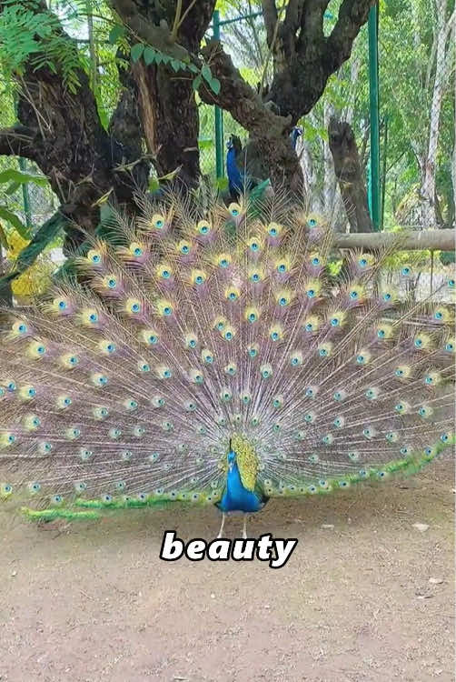 The heartbroken peacock pulled out his feathers - until he met him.#tiktok #animal #Love #cute #foryou 